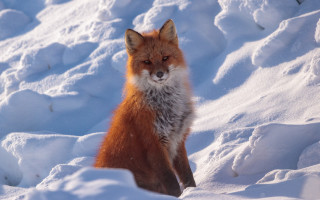 Fox snowy sad eyes outdoors - a fox free wallpaper