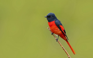 Red black bird branch green 2 - a green background and a blurry background behind free wallpaper