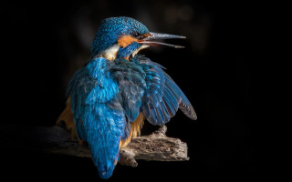 Blue yellow bird branch wings - its beak free wallpaper
