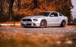 White mustang autumn leaves 3d - a white mustang free wallpaper