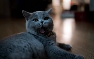 Cat yawning floordepth blurry focus - its mouth open free wallpaper