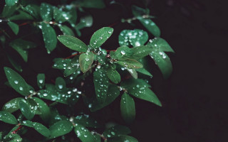 Green plant water droplets macro 11 - a green plant free wallpaper