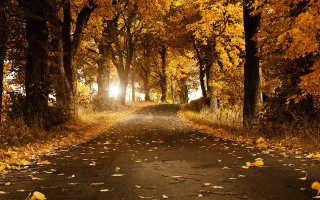 Road trees leaves ground nature - both side of it free wallpaper