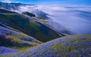 Flower hillside tree clouds landscape - a hillside free wallpaper