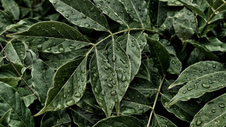 Bush green leaves water droplets - a bush free wallpaper
