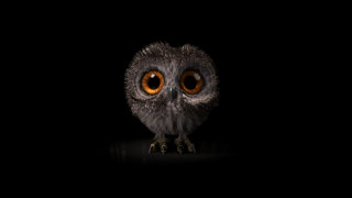 Owl orange eyes dark 3d - an owl free wallpaper