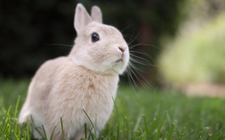 White rabbit in grass looking - a white rabbit free wallpaper