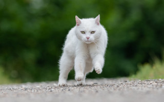 White cat running gravel road - a white cat free wallpaper