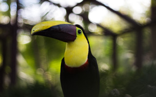 Colorful bird yellow beak black 2 - a yellow beak free wallpaper