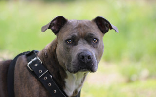 Shiba inu dog harness grass - new objectivity free wallpaper