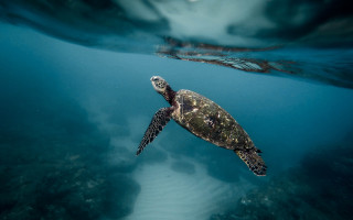 Turtle ocean bubbles underwater fish - back end free wallpaper