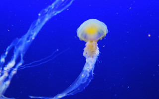 Jellyfish aquarium yellow head twilight - jellyfish free wallpaper