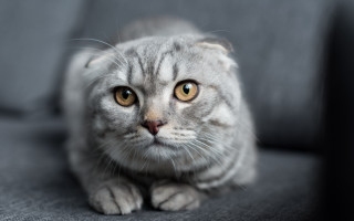 Sad cat couch photorealistic blurry 2 - a couch free wallpaper