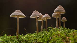 Mushrooms mossy forest light beam - mossy free wallpaper for desktop