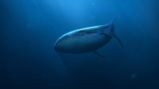 Whale light shining ocean fish - donald roller wilson free wallpaper