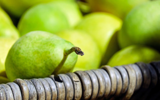 Basket apples snake green background - end free wallpaper for desktop