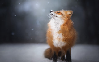 Red fox sitting snow eyes - a red fox free wallpaper