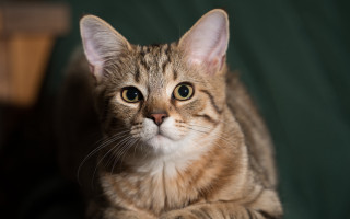 Sad cat on table felix - a sad look free wallpaper