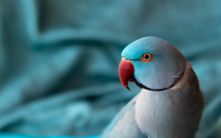Blue grey bird red beak - a red beak free wallpaper