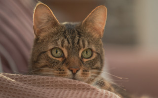 Cat green eyes laying chair - green eye free wallpaper