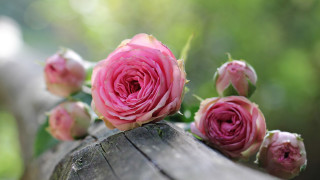 Pink roses wooden barrel macro - pink rose free wallpaper