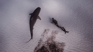 Shark man snow dead knife - the snow together free wallpaper