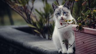 White cat ledge planter branch - a planter free wallpaper