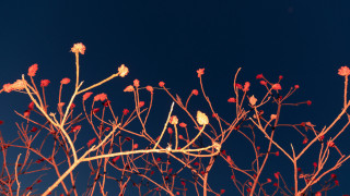 Red leaves tree blue sky - red leaf free wallpaper for desktop