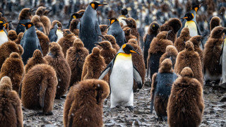 Penguins group rocks gravel camera - institutional free wallpaper