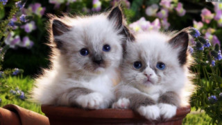 Two kittens flower pot blue - the camera and the other free wallpaper