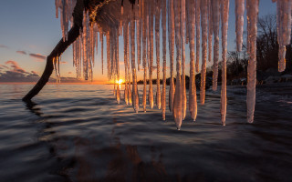 Tree branch icicles sunset ocean - crepuscular free wallpaper for desktop