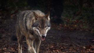 Wolf forest digital rendering photorealistic - a wolf free wallpaper