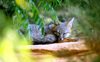 Small fox sleeping rock woods - a small fox free wallpaper