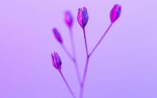Flower pink sky macro purple - a pink background behind free wallpaper