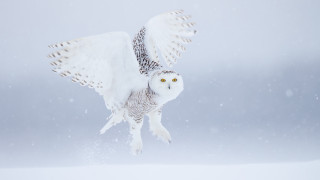 Snowy owl flying night sky - its wing free wallpaper for desktop
