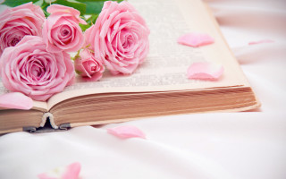 Pink roses bed petals flower - pink rose free wallpaper