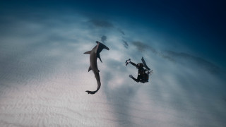 Diving shark camera aircraft cloud - award free wallpaper