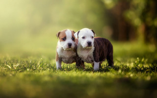 Dogs green field trees naturalism - two dog free wallpaper