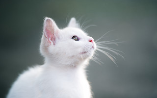 White cat looking up blurry - a white cat free wallpaper