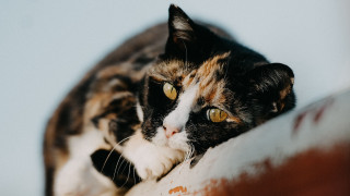 Cat pillow focus photorealistic blurry - the camera len free wallpaper