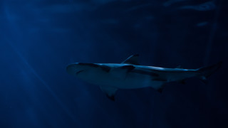 Shark ocean light shining fish - a shark swimming in the ocean free wallpaper