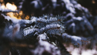 Pine snow branches blurry background - branch free wallpaper for desktop