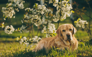 Dog grass tree white flowers - white flower free wallpaper