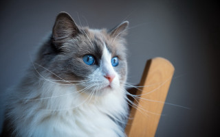 Sad cat blue eyes chair 2 - a wooden chair free wallpaper