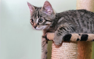 Curious kitten sitting scratching post - post free wallpaper