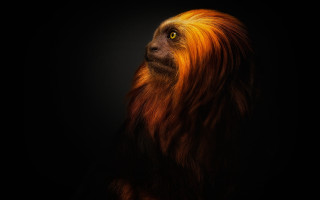 Monkey orange hair black background - this image free wallpaper