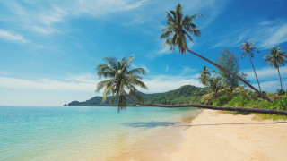 Beach palm trees blue sky 29 - free beach wallpaper