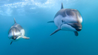 Dolphins underwater sunlight wildlife puzzle - sunlight free wallpaper