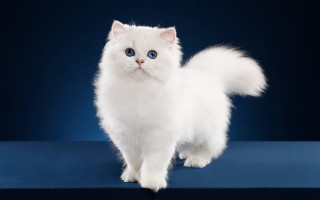 White cat blue eyes rococo - a blue background behind free wallpaper