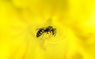Bee yellowflower macro naturalism sunset - the center of the picture free wallpaper